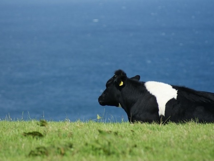 Arla Foods umacnia się na strategicznym rynku